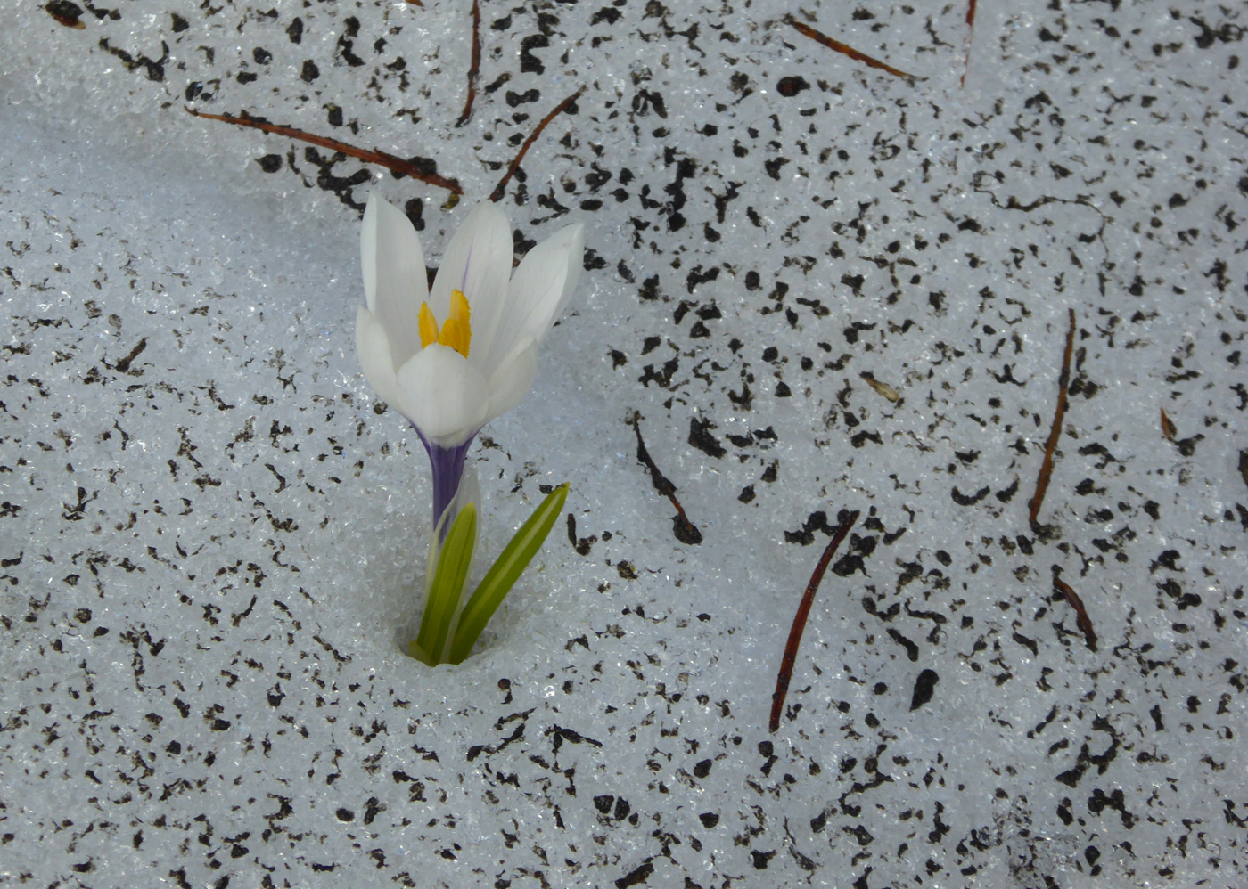 Crocus albiflorus 